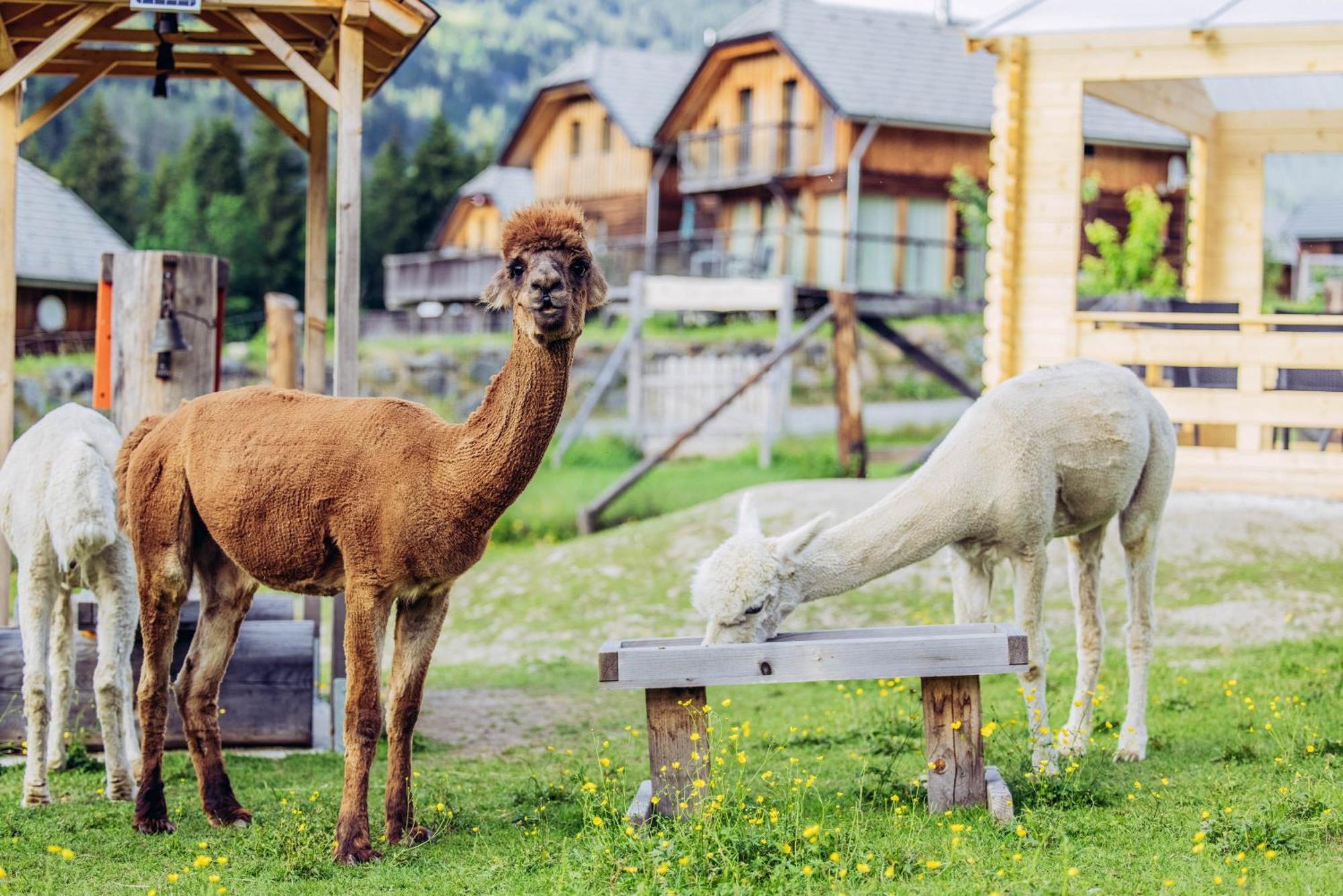 Alpenchalet Alpakablick Sankt Lorenzen ob Murau Eksteriør billede